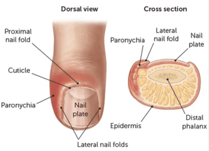 Human Nail Anatomy Fingers 3d Model